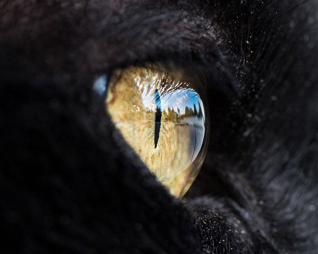 Kočičí oči 5
