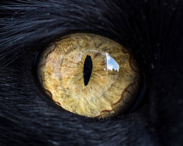Kočičí oči 6