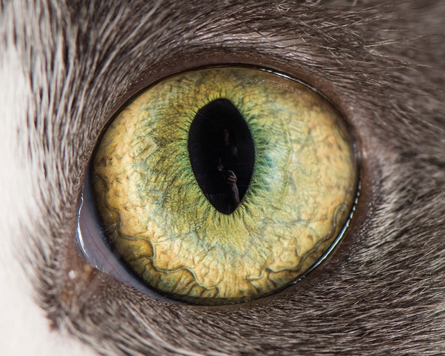Kočičí oči 9