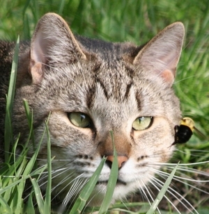 Veterinární poradna: Alergická reakce po bodnutí kočky hmyzem