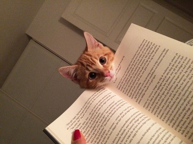 Čtení s kočkou