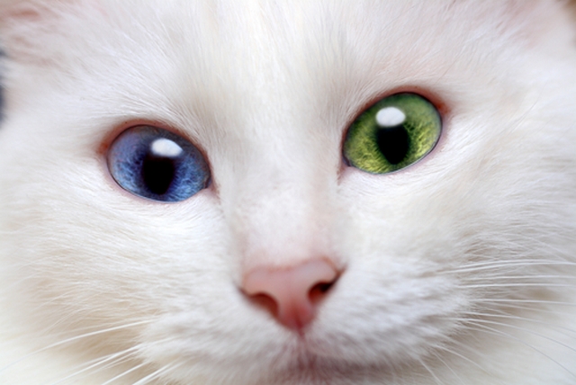 Kočka s různou barvou očí 1