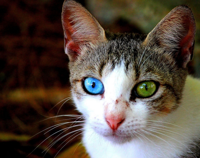 Kočka s různou barvou očí 11