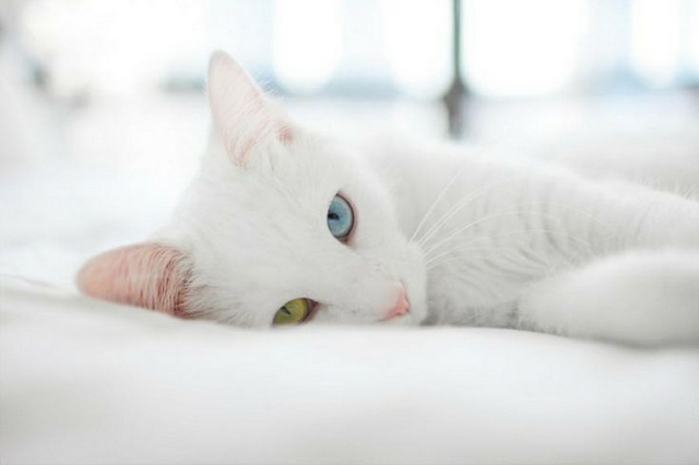 Kočka s různou barvou očí 2