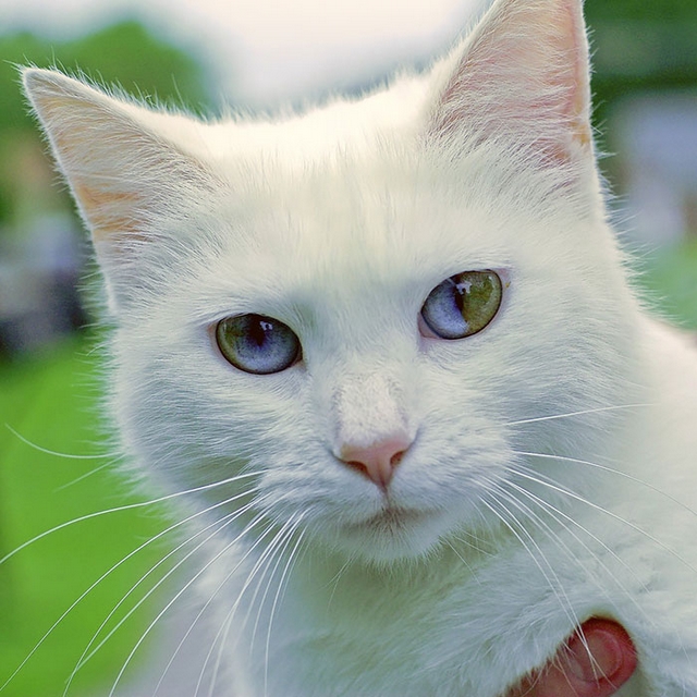 Kočka s různou barvou očí 3