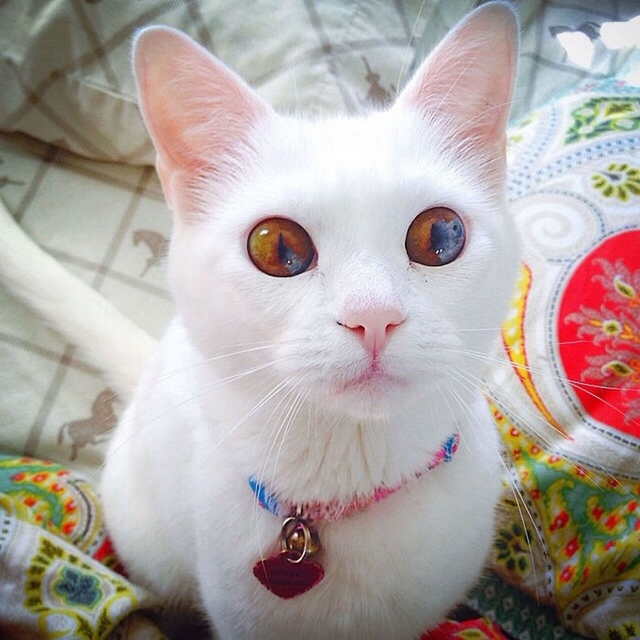 Kočka s různou barvou očí 4