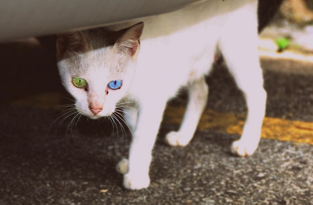 Kočka s různou barvou očí 5