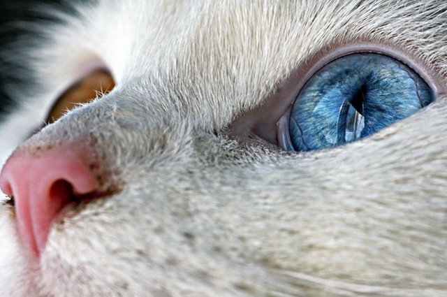 Kočka s různou barvou očí 6