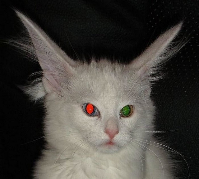 Kočka s různou barvou očí 8