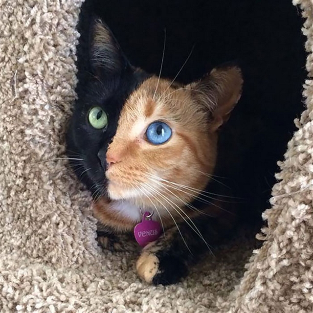 Kočka s různou barvou očí 9