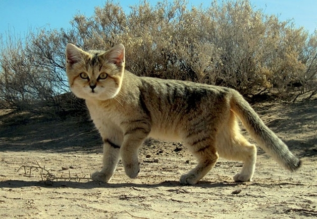 Věčné kotě kočka pouštní