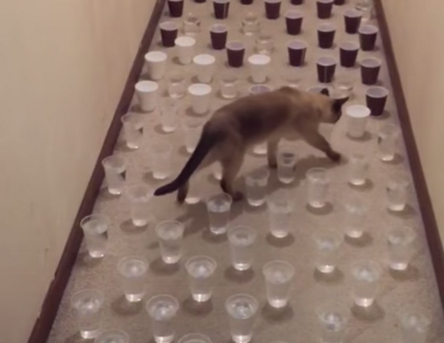 Video: Opatrná kočičí chůze