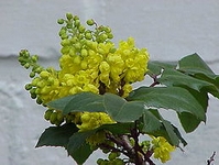 Mahónie cesmínolistá, Mahonia aquifolium