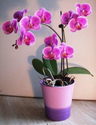 Orchideje, Orchidaceae