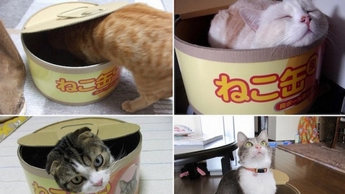Znáte originální kočkověci z Japonska?