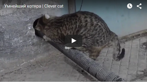 Video: Kočky jsou chytré, když se chtějí někam dostat