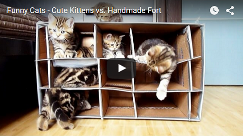 Video: Koťata v kartonu