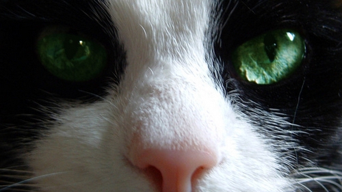 Veterinární poradna: Lidské léky pro kočky
