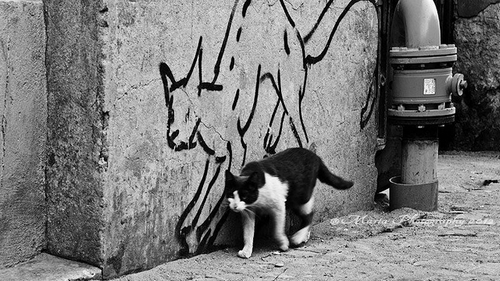 Kočičí graffiti