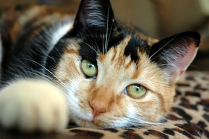 Tříbarevná kočka