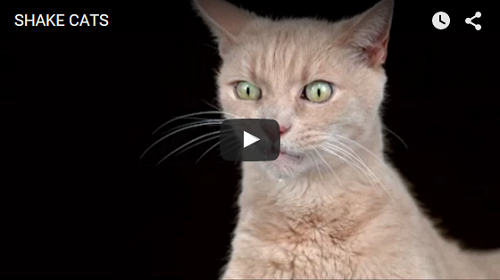 Video: Shake Cats