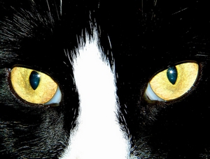 Kočičí oči