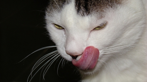 Veterinární poradna: Naučit kočku kvůli dietě na granule?