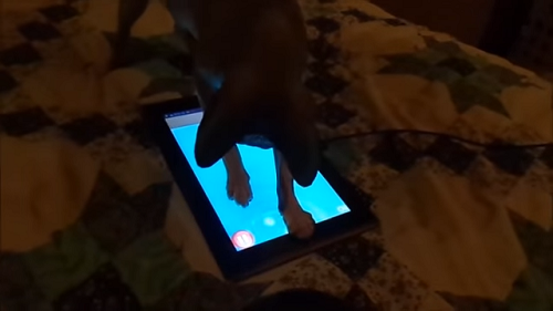 Video: Kočka a tablet