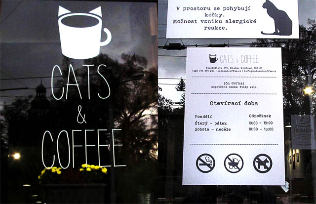 Cats & Coffee, Hradec Králové