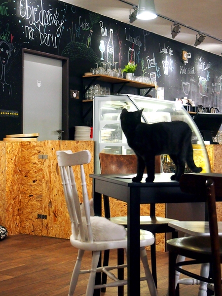 Cats & Coffee, Hradec Králové