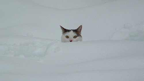 Kočky na sněhu