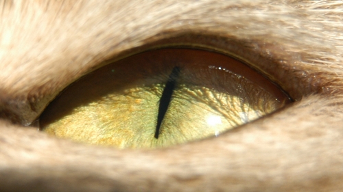 Veterinární poradna: Nateklé oko u kocoura