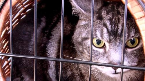 Veterinární poradna: Předávkování kočky antibiotiky