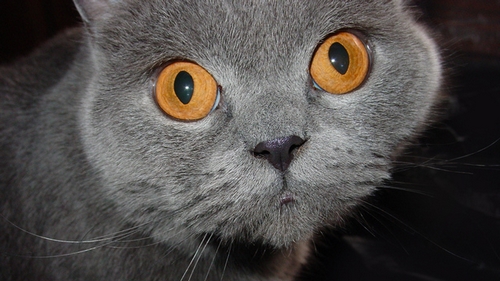 Veterinární poradna: Dlouhé mrouskání kočky