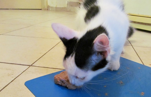 Vaříme pro kočky: recept na játrovou paštiku