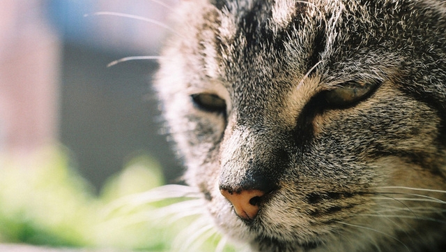 Veterinární poradna: Žárlivost u kočky