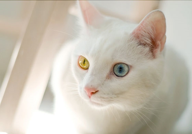 Bílé kočky s každým okem jiným