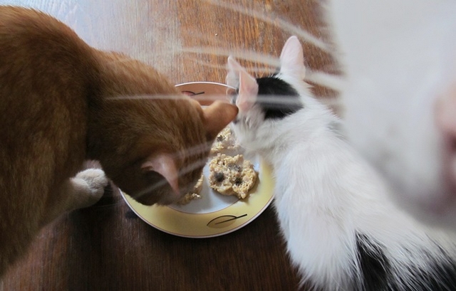 Vaříme pro kočky: recept na kuřecí placičky - Ochutnávači