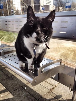 Kočka na zastávce / Cat at the bus stop
