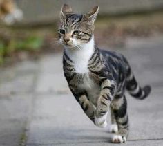 Běžící kočka / Cat's galore