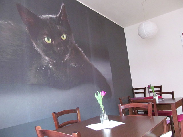 Kočičí kavárna CoffeeCat, Olomouc / Cat café