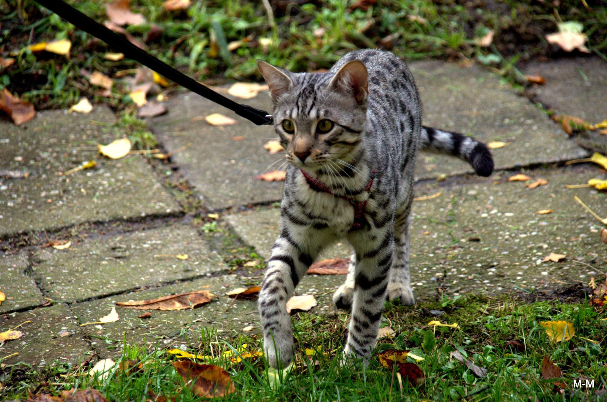 Savanová kočka / Savannah Cat