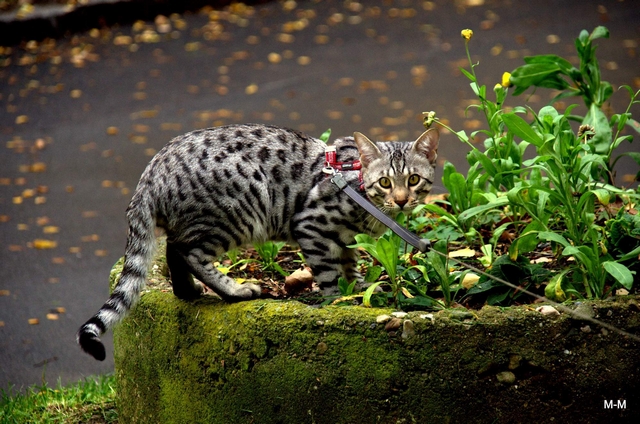 Savanová kočka / Savannah Cat