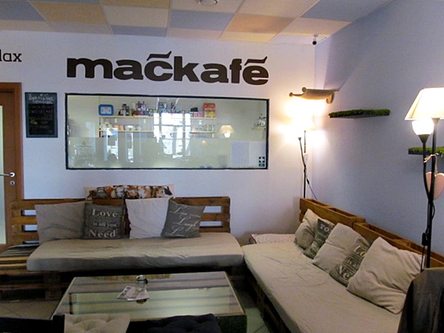 Kočičí kavárna Mačkafé, Bratislava, Slovensko / Cat café: Mačkafé, Bratislava, Slovakia
