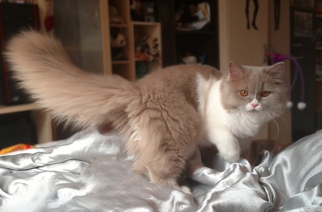 Britská dlouhosrstá kočka / British Longhair Cat