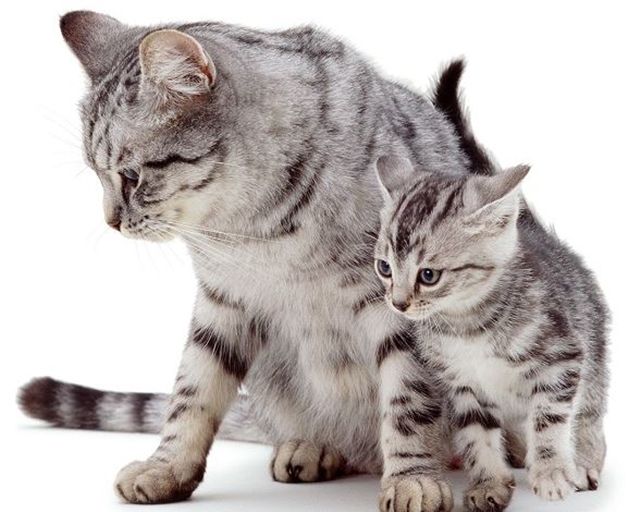 Kočka s koťaty / Cat with kittens