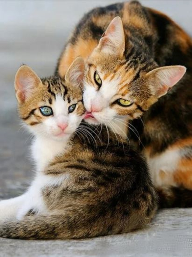 Kočka s koťaty / Cat with kittens