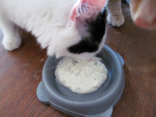Vaříme pro kočky: Bezlaktózový šleháček