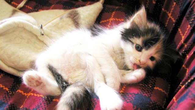 Proč kočky střídají místa na spaní a nespí v koupeném pelíšku