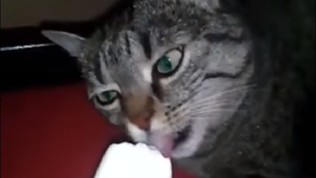 Video: Když kočkám zamrzne mozek